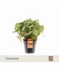 Syngonium
