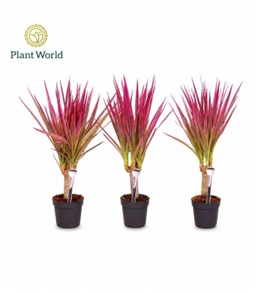 Dracaena