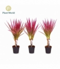 Dracaena