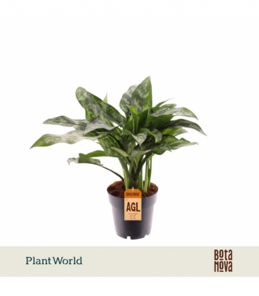 Aglaonema