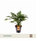 Aglaonema