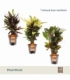 Croton
