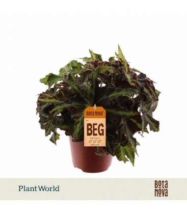 Begonia