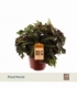 Begonia
