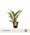 Philodendron