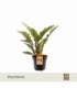 Philodendron