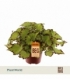 Begonia