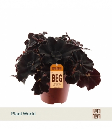 Begonia