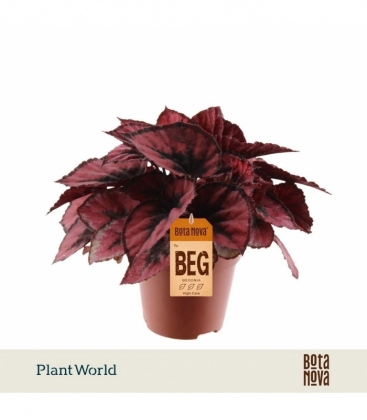 Begonia