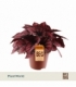 Begonia