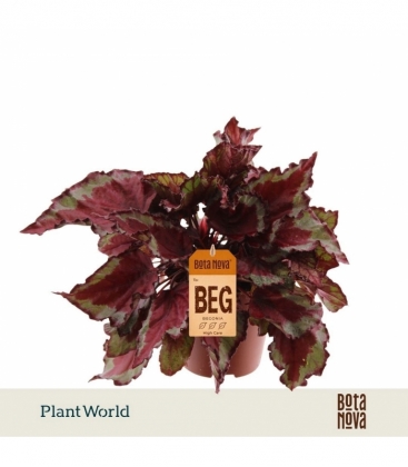 Begonia