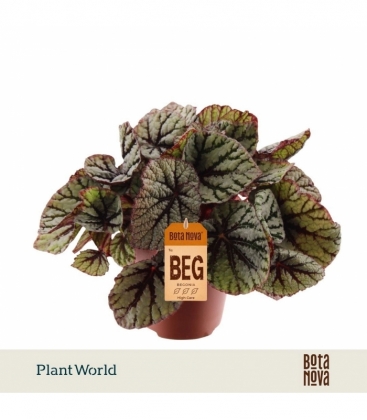 Begonia
