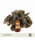 Begonia