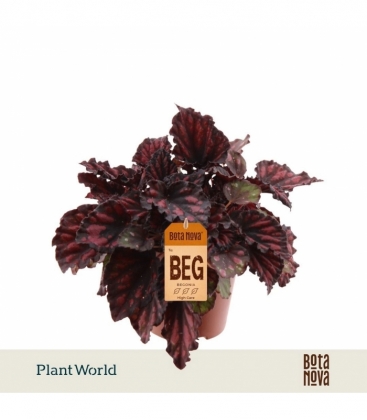 Begonia