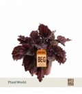 Begonia