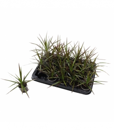 Dracaena