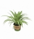 Chlorophytum