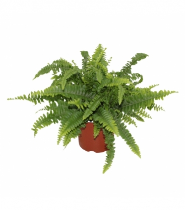 Nephrolepis