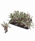 Tradescantia
