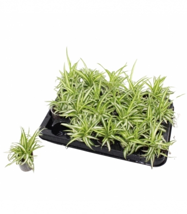 Chlorophytum