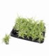 Chlorophytum