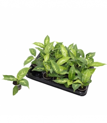 Dieffenbachia