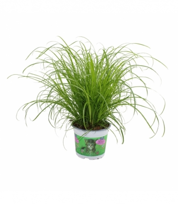 Cyperus