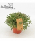 Rhipsalis