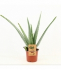 Aloe