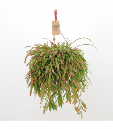 Pseudorhipsalis