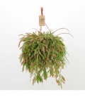 Pseudorhipsalis