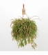 Pseudorhipsalis