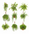 Rhipsalis