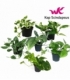 Scindapsus