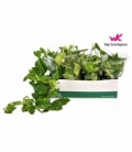 Epipremnum