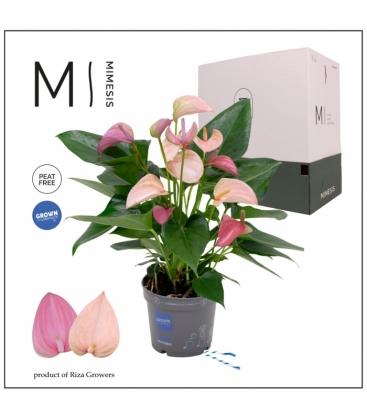 Anthurium