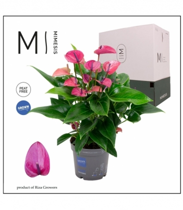 Anthurium