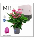 Anthurium