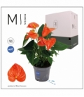 Anthurium