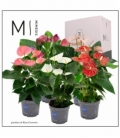 Anthurium