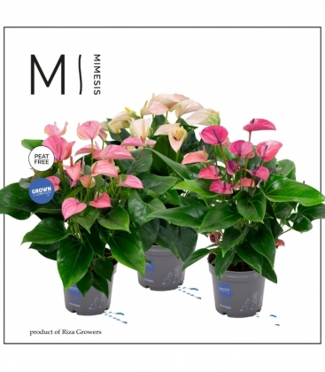 Anthurium