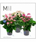 Anthurium