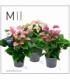 Anthurium