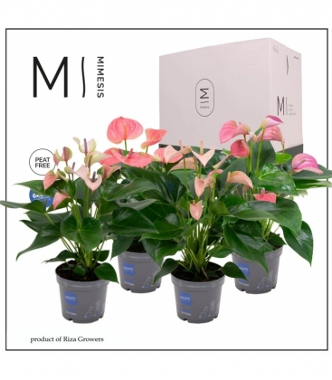 Anthurium