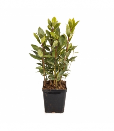 Laurus