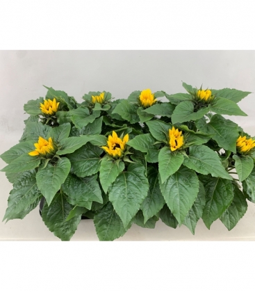 Helianthus