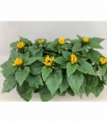 Helianthus
