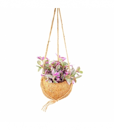 Tradescantia