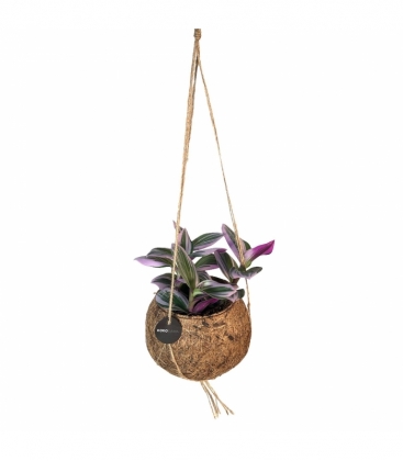 Tradescantia