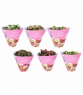 Kalanchoe
